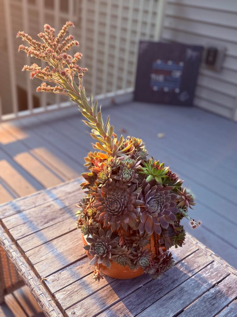 Succulent help! Succulent help!