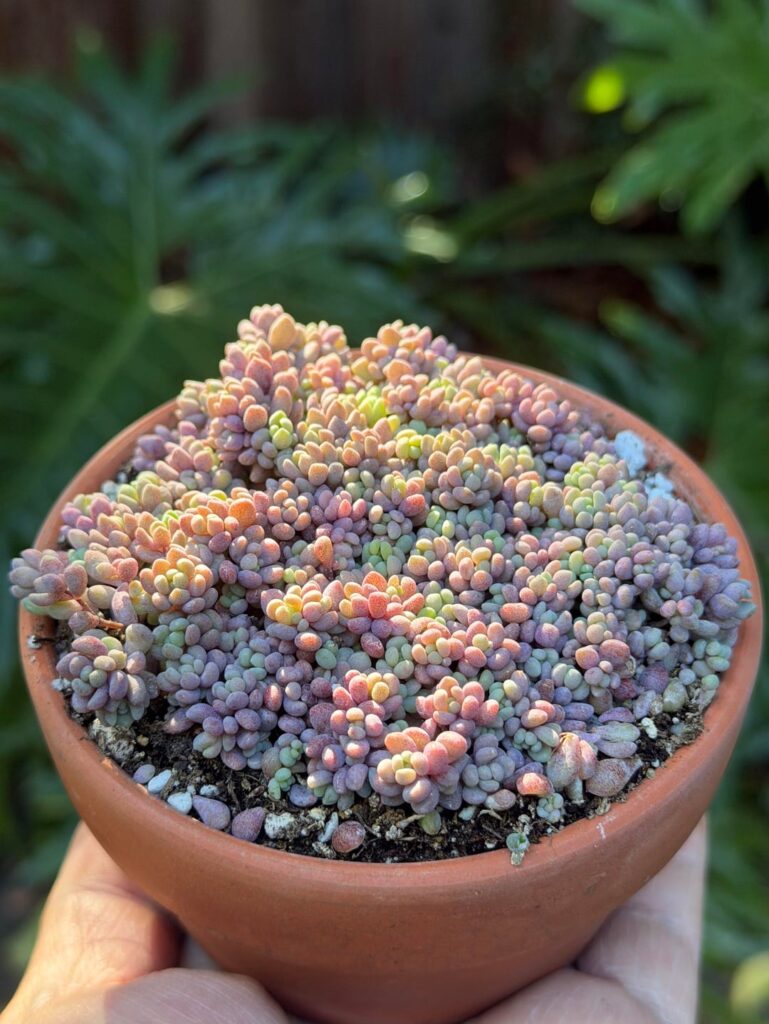 Sedum dasyphyllum minor in filtered sunlight