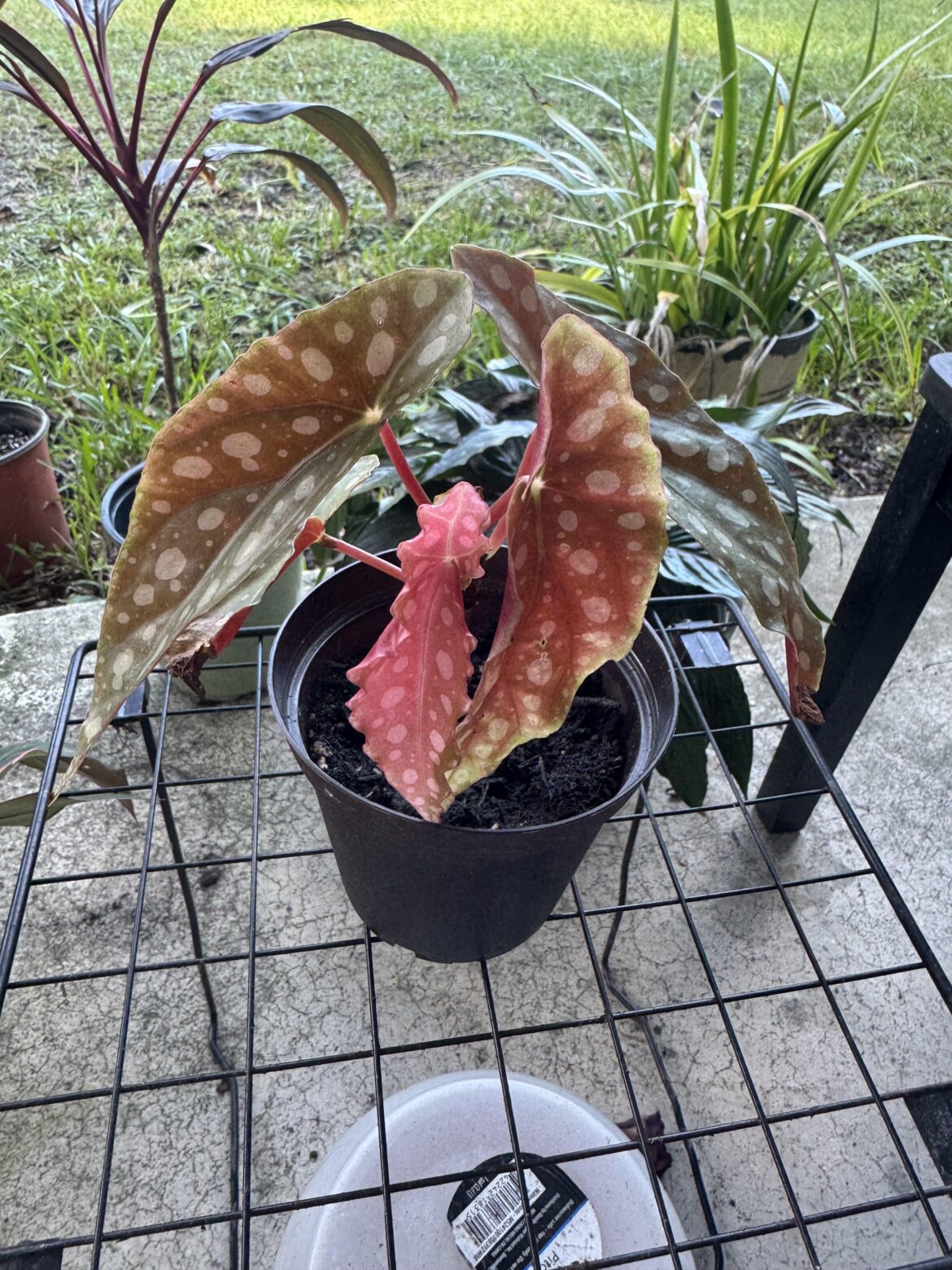 Begonia help ID