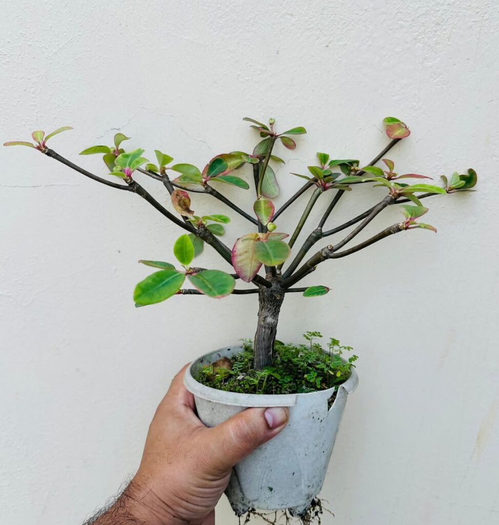 Euphorbia bongolavensis filled with lots and lots of seedpods.