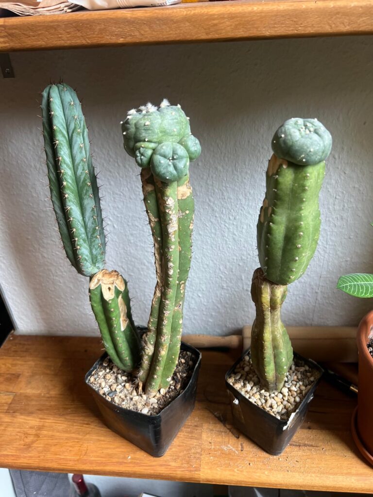 Hello - I bought those fellas on Ebay … is the condition okay ? Something to do with them ? The guy told my I should transplant them after winter.