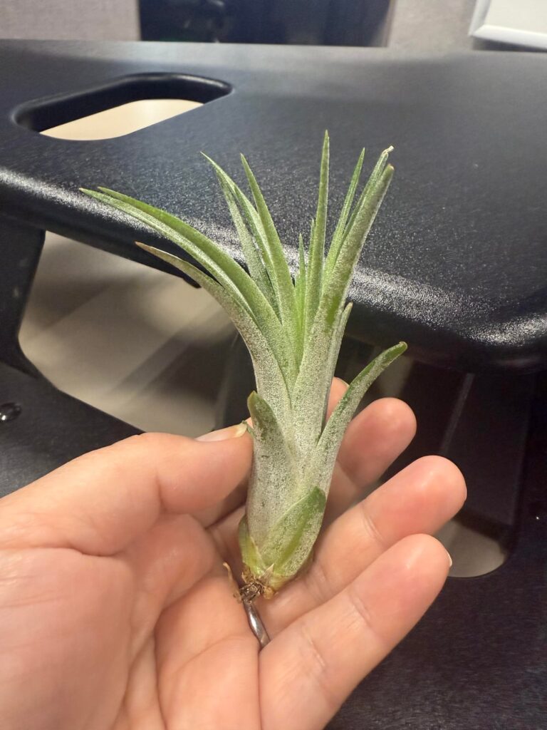 My plants doing well? My plants doing well?