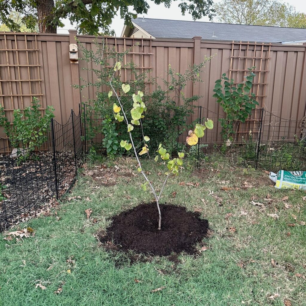 Three trees planted today! What to do with leftover dirt? Three trees planted today! What to do with leftover dirt?