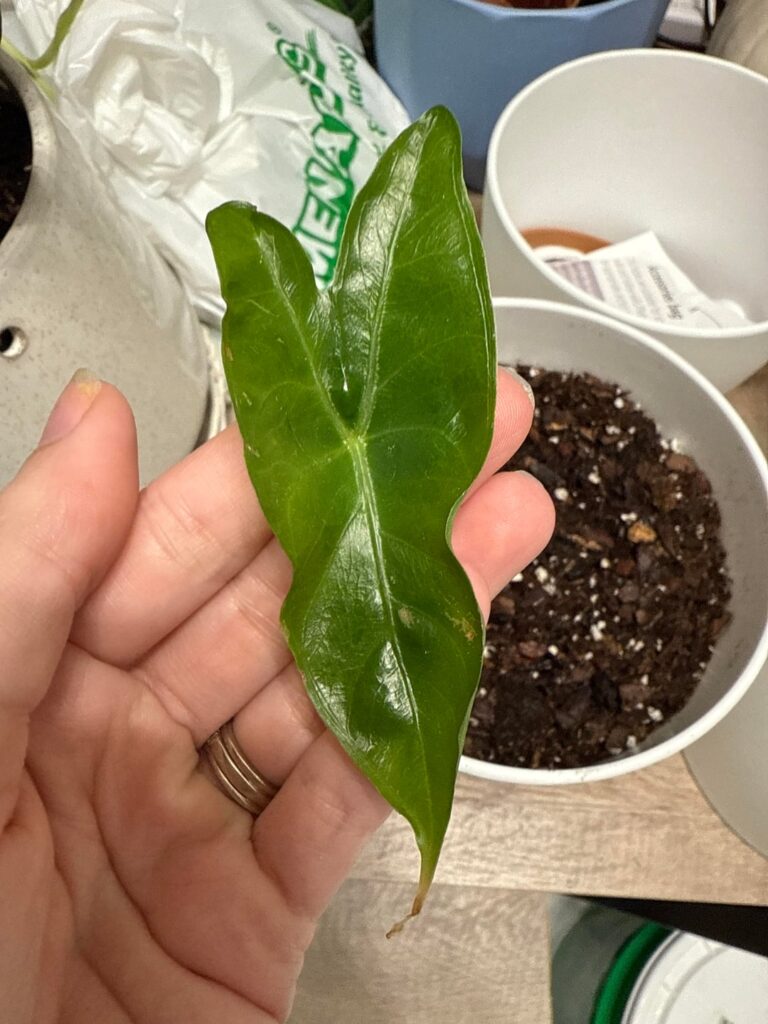 Can anyone tell me what type of alocasia I’m Rehabbing?? Can anyone tell me what type of alocasia I’m Rehabbing??