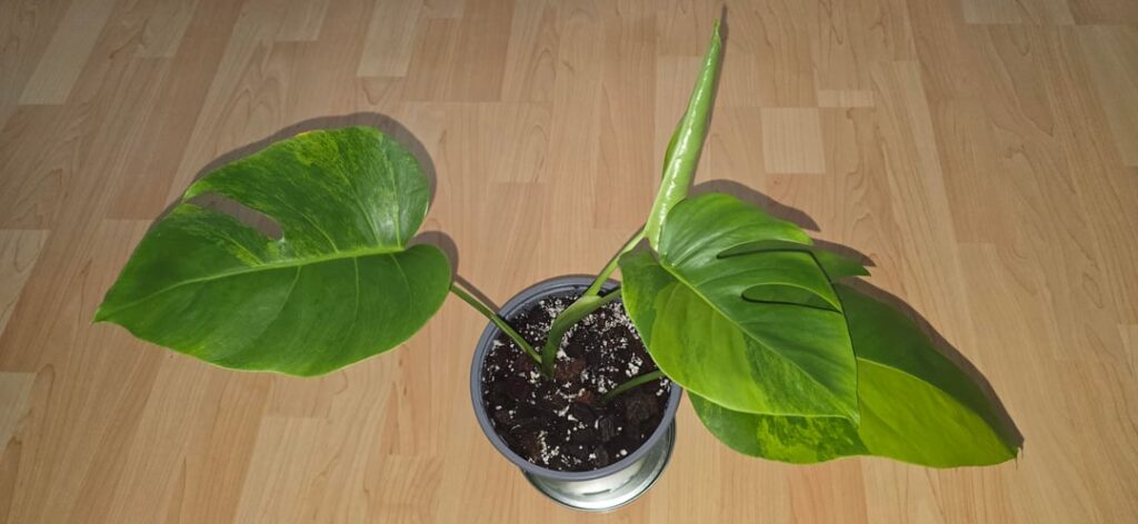 Gifted monstera - what variegation?