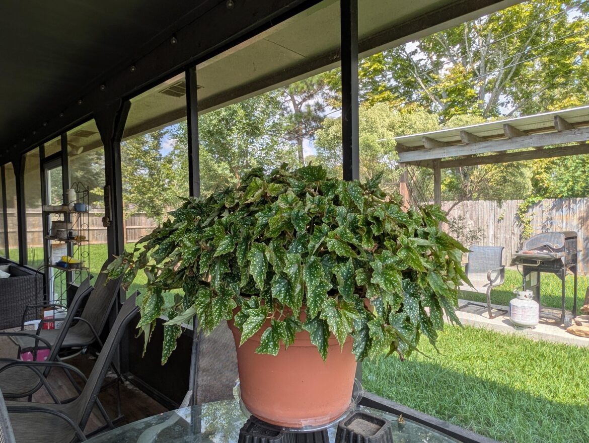 Tips On Splitting Begonia