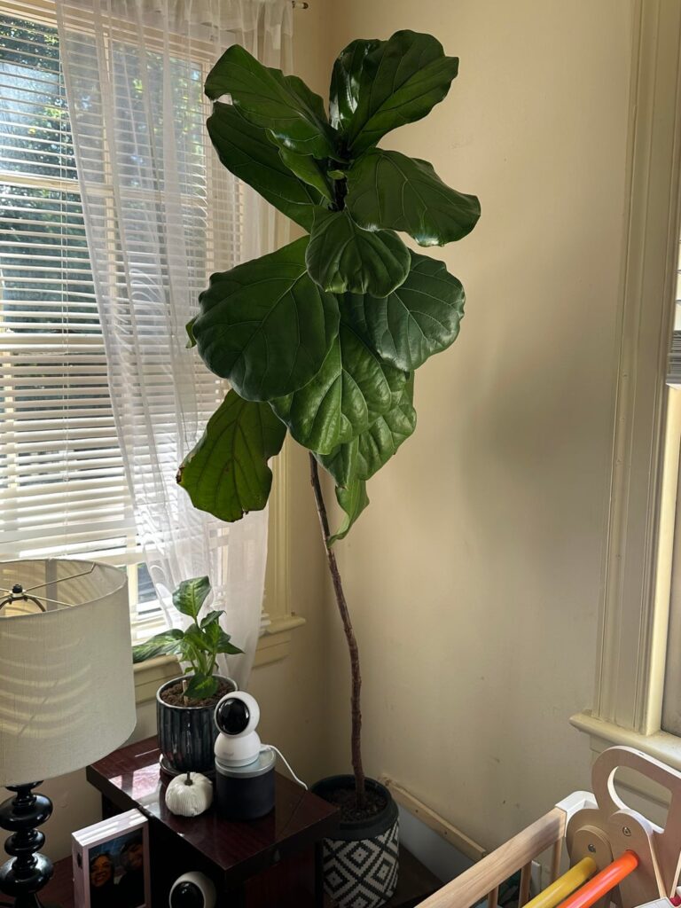 ceramic pot with no drainage holes, repot?