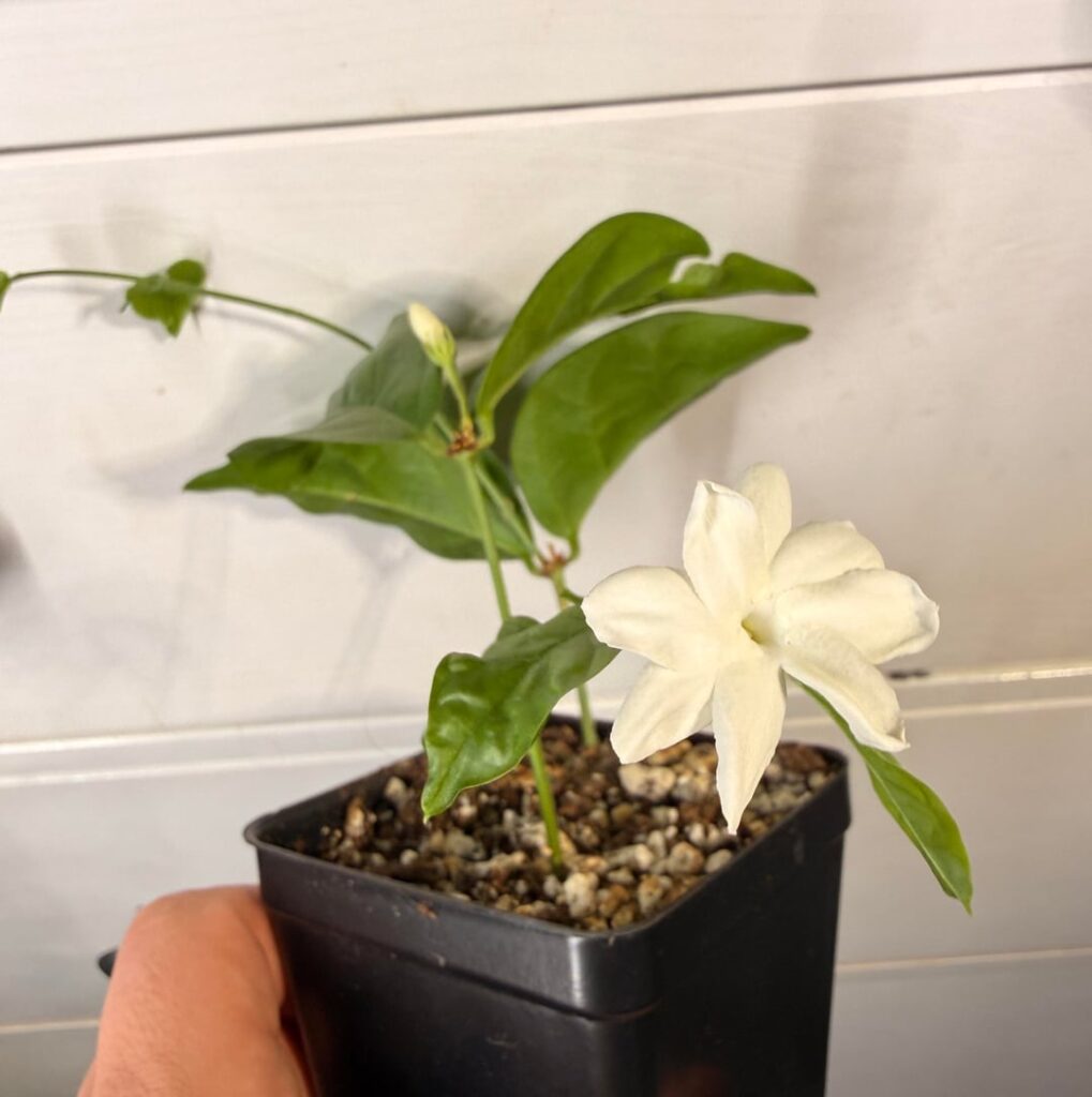 my parking lot jasmine is blooming! my parking lot jasmine is blooming!