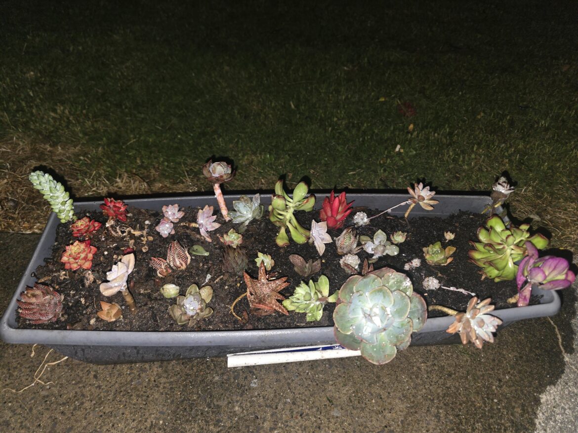 Any idea what these are? Any idea what these are?