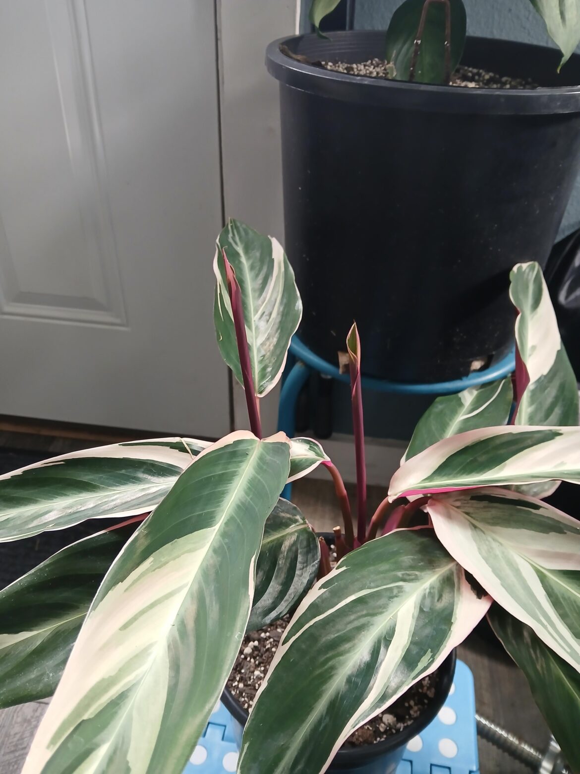 I'm Loving My Baby "Twins"