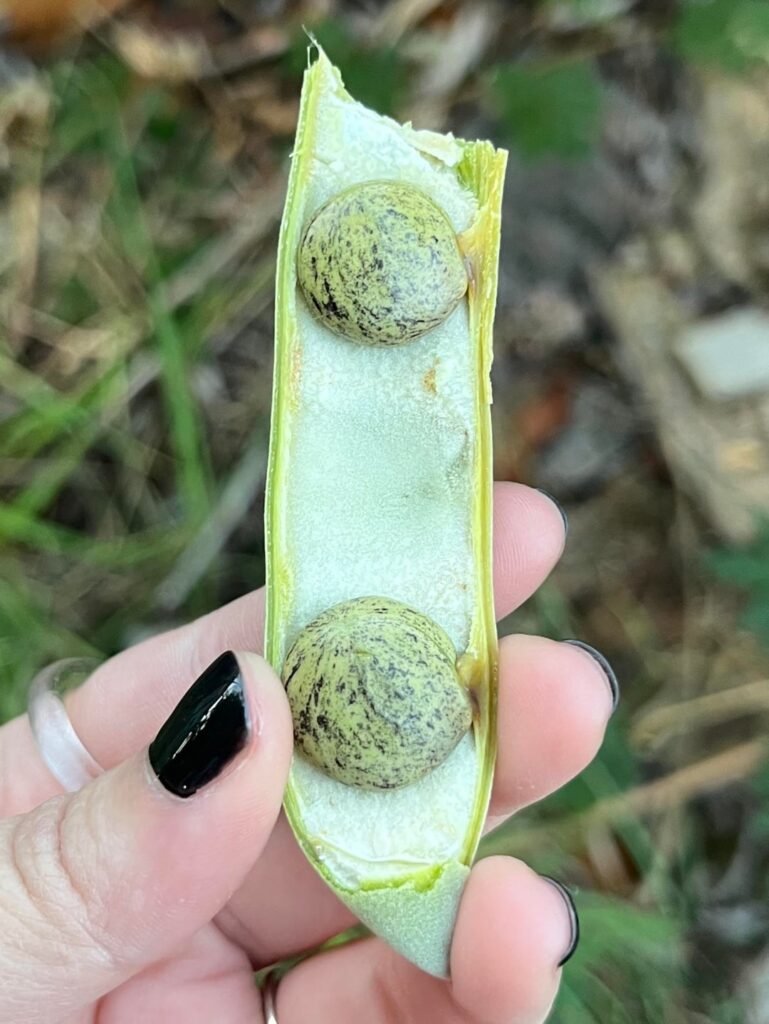 What kind of bean is this?