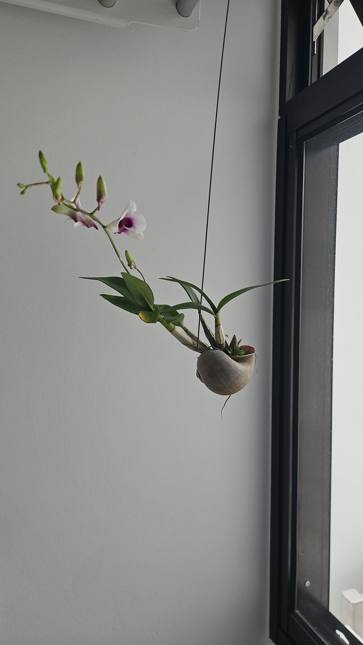 New to Orchid, Looking for care advice. New to Orchid, Looking for care advice.