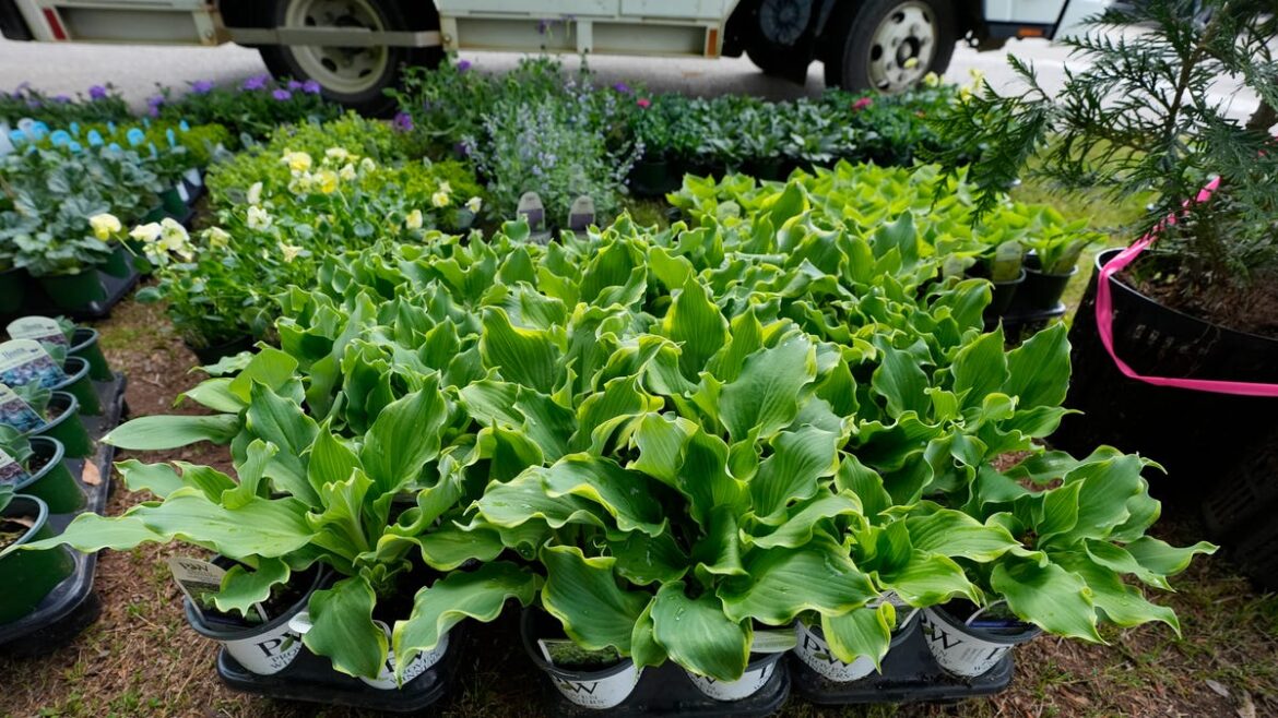 Growing vegetables indoors. What to know Growing vegetables indoors. What to know