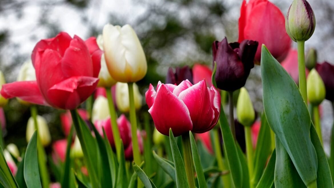 Plant these bulbs now, then wait for spring flowers. (5 colorful tips)