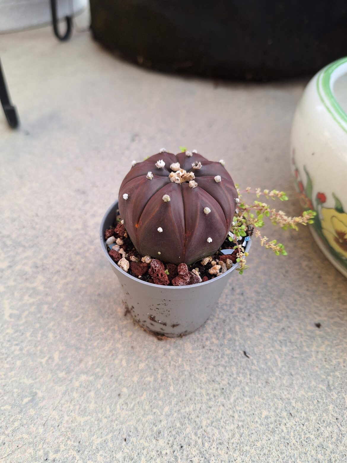 Discoloration healthy?