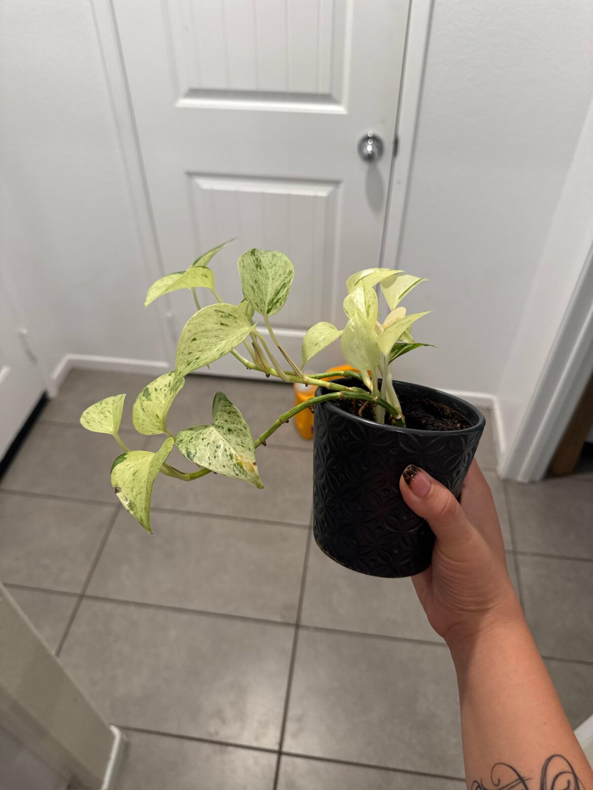 First time plant owner