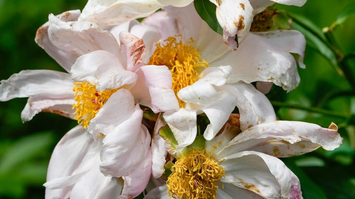 Master Gardener explains how to handle mildew, mushrooms near plants Master Gardener explains how to handle mildew, mushrooms near plants