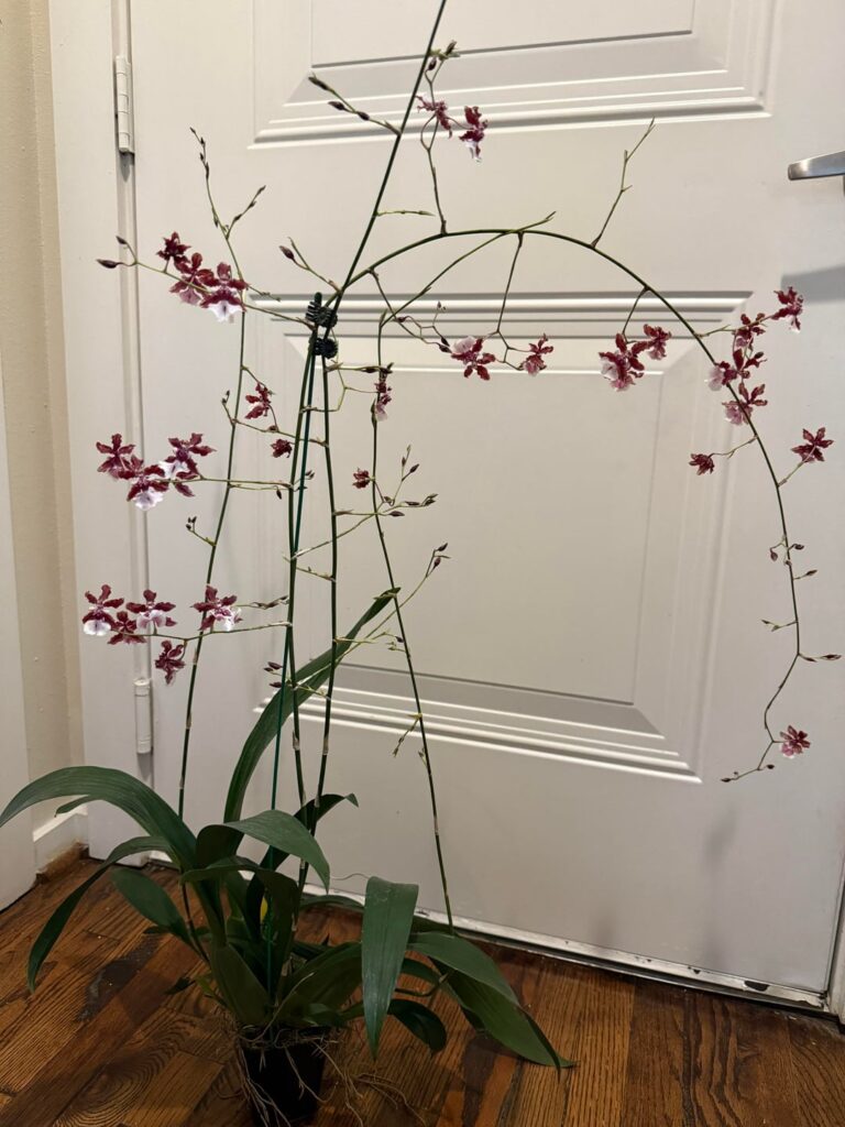My First Oncidium (Sharry Baby) My First Oncidium (Sharry Baby)