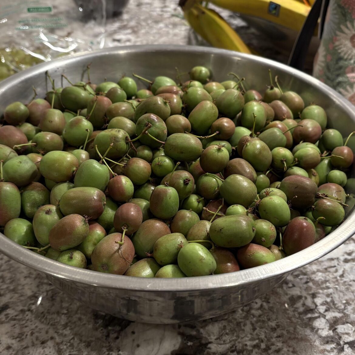 Kiwiberry Harvest is on! Kiwiberry Harvest is on!