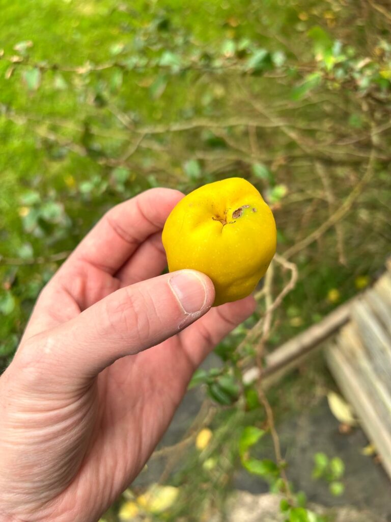 Found in parents back garden. Northern England.