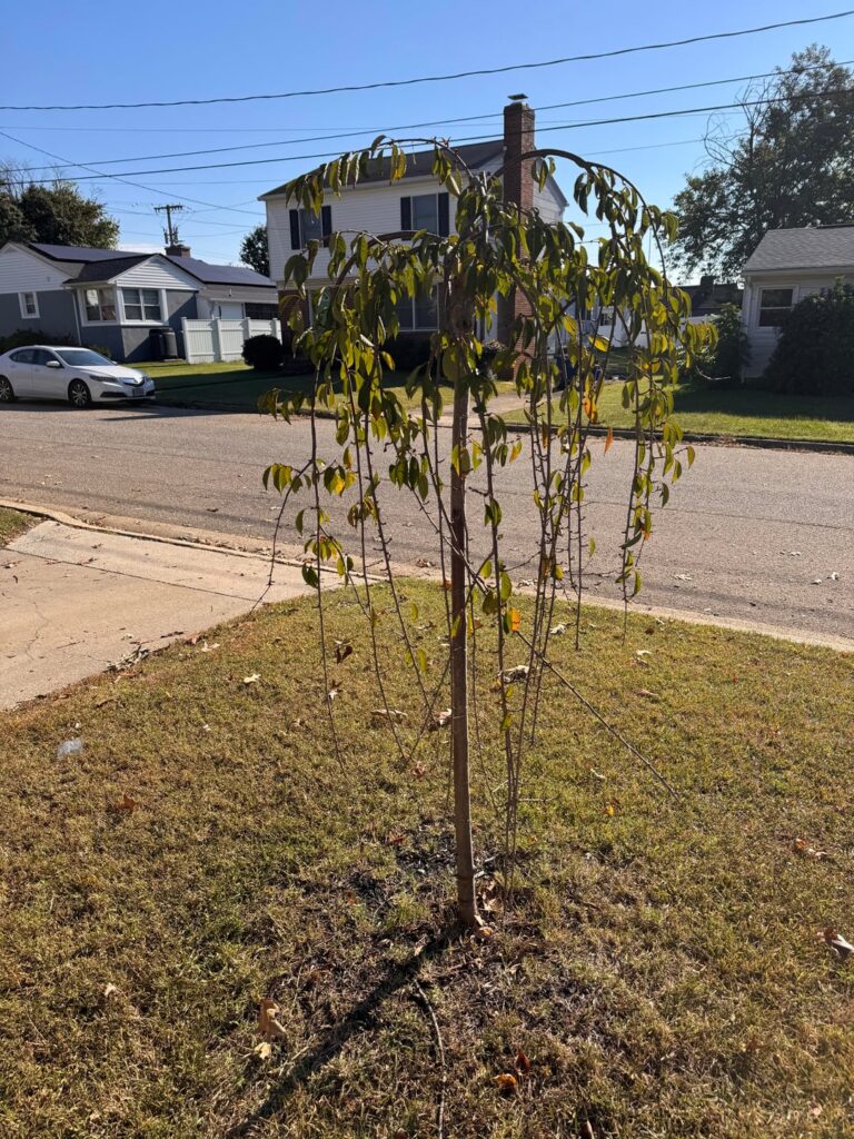 Father, why brother so strong? Father, why brother so strong?