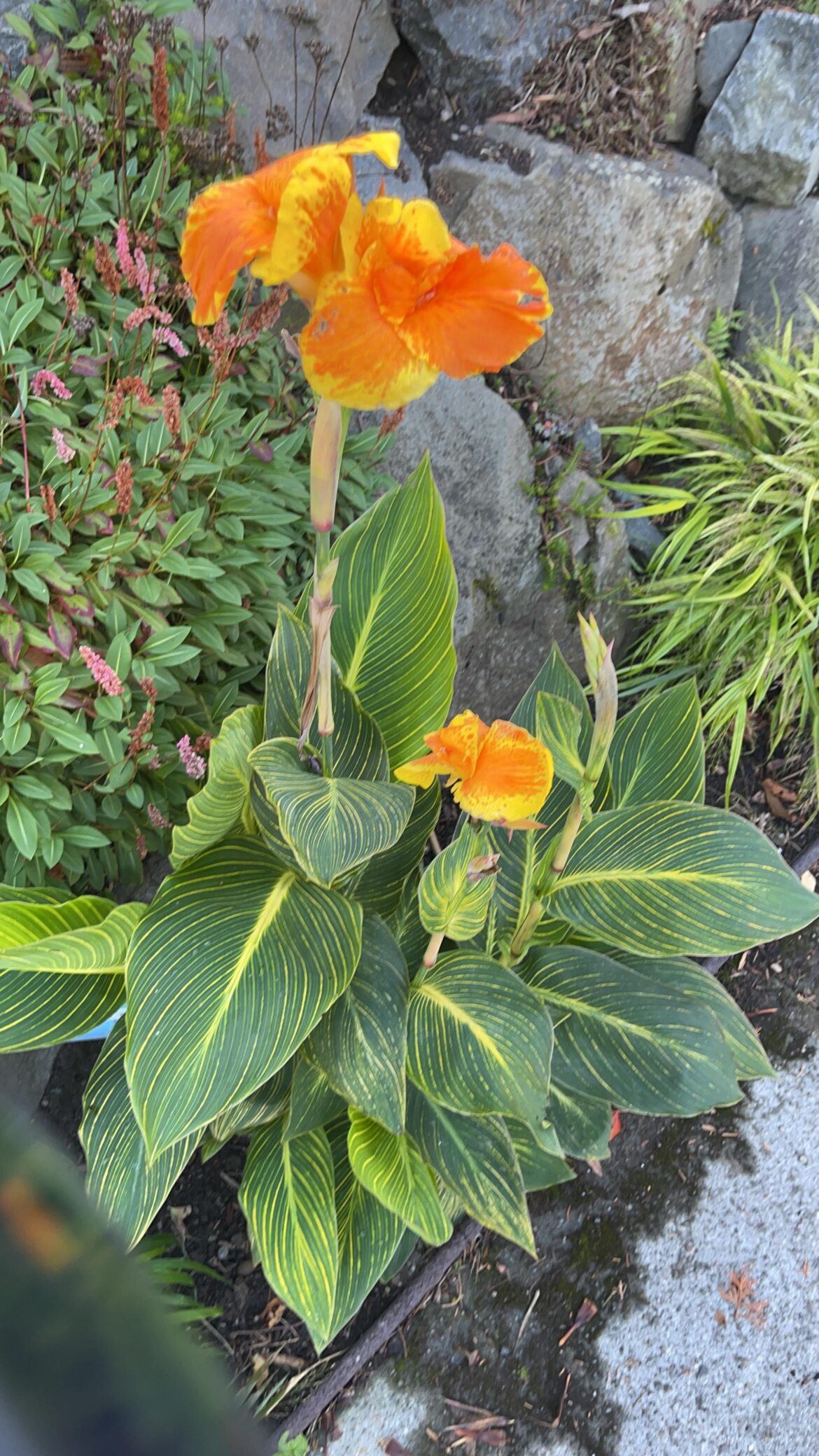 What is this lovely flower?