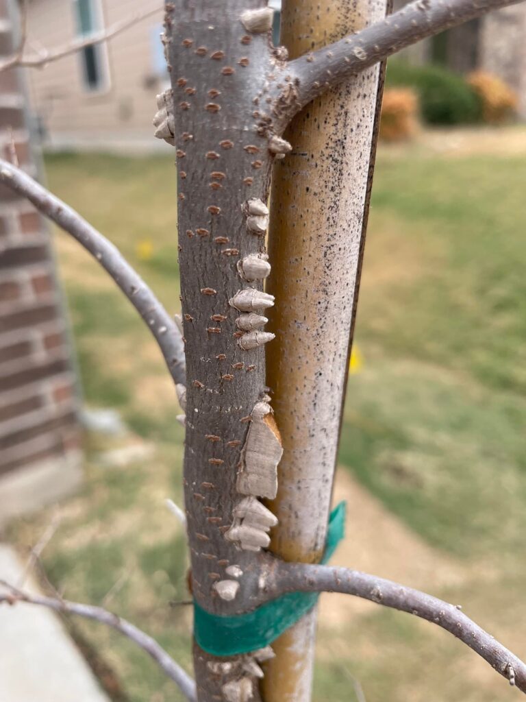 Are my Cedar Elms still alive? Are my Cedar Elms still alive?