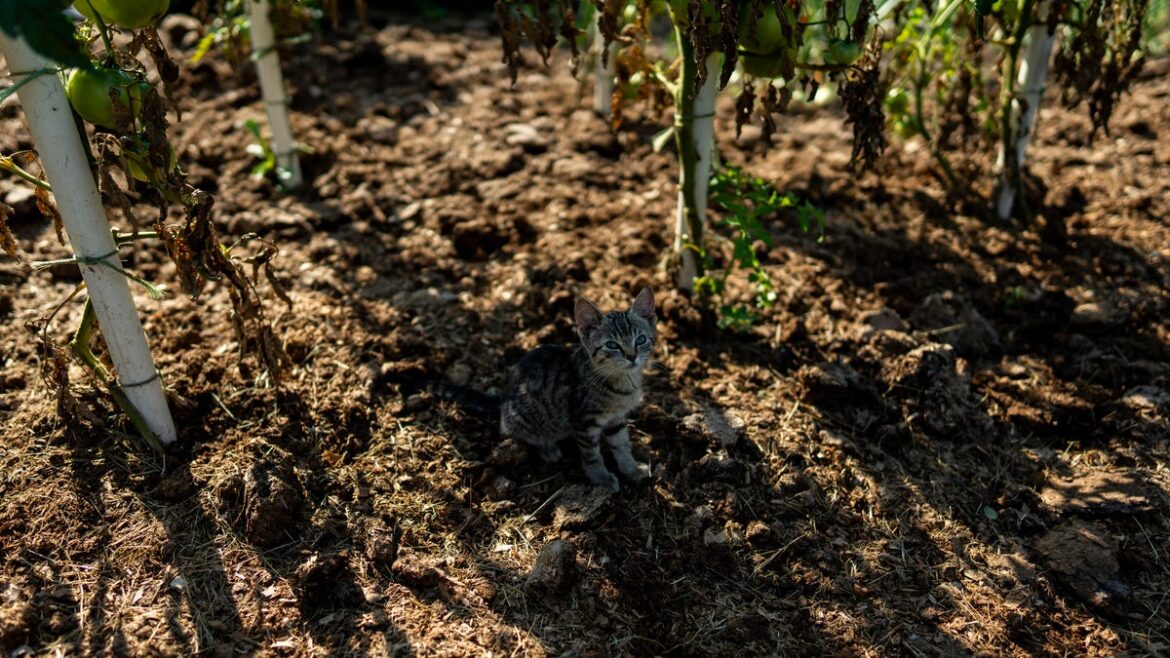 A crucial step in preventing plant diseases