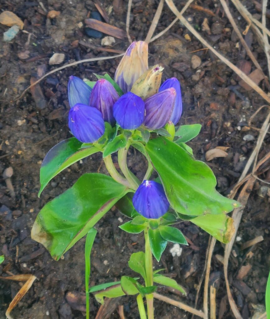 I just can’t get over Gentiana andrewsii I just can't get over Gentiana andrewsii