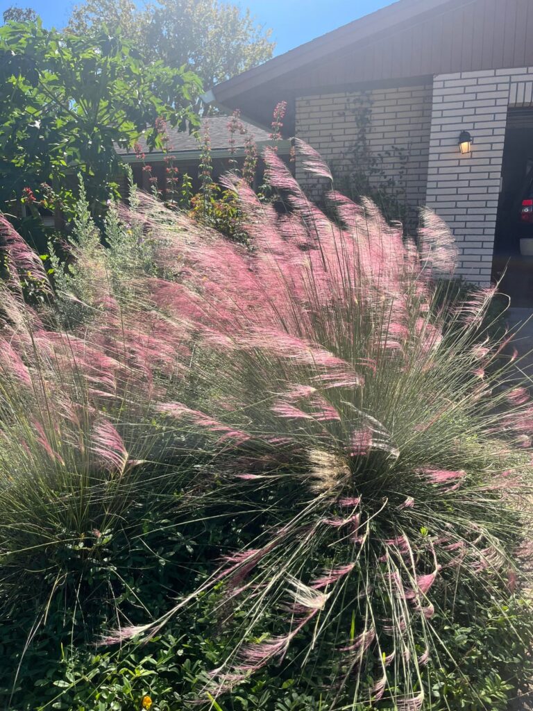 Central Florida Blooms