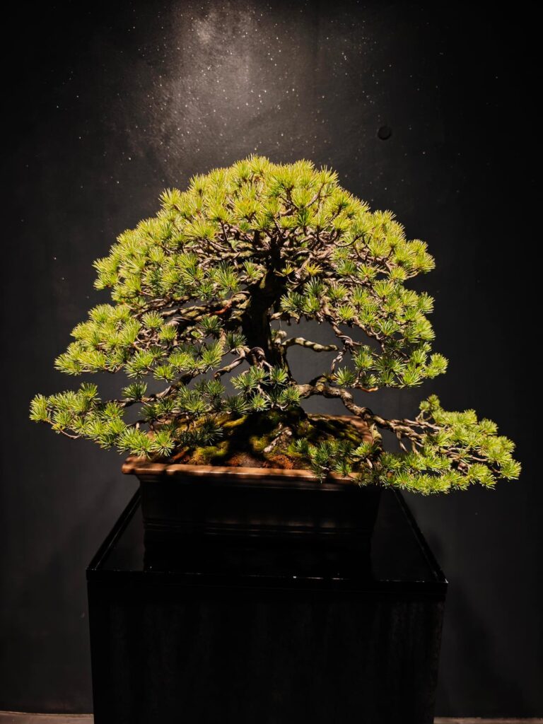Rental bonsai: 100yrs Goyomatsu