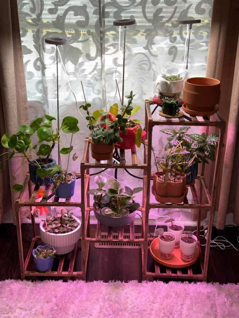 Look at my plants and comment upon them