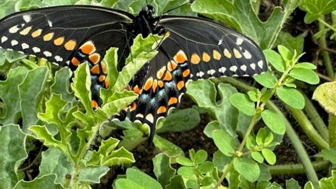 Add these fall garden tasks to your to-do list for October