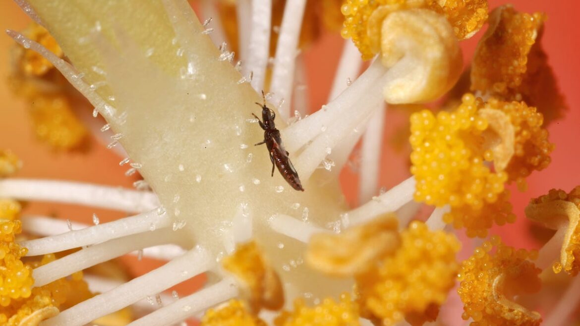 Gardening in Southwest Florida: Hibiscus is high maintenance Gardening in Southwest Florida: Hibiscus is high maintenance