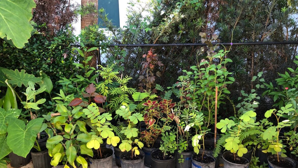 Calusa Garden Club Plant and Flower Sale slated for November