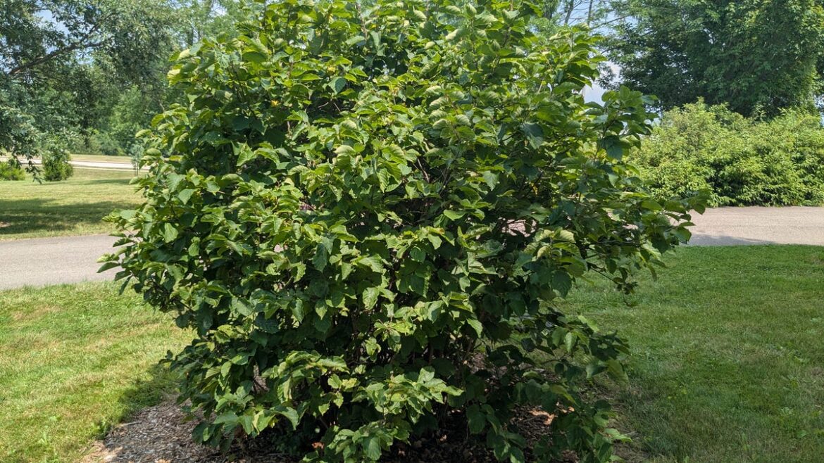 Enhance your landscape with the low-maintenance American hazelnut