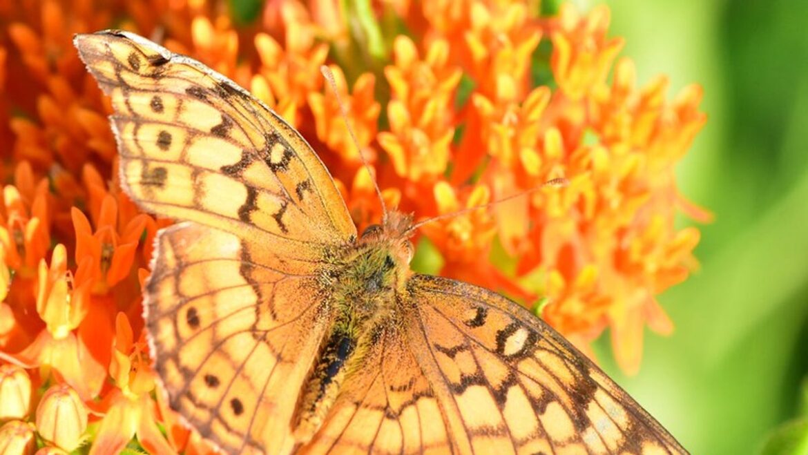 Indiana’s quest for a new state flower