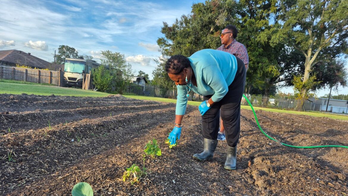 Houma public, private partnership creates community garden Houma public, private partnership creates community garden