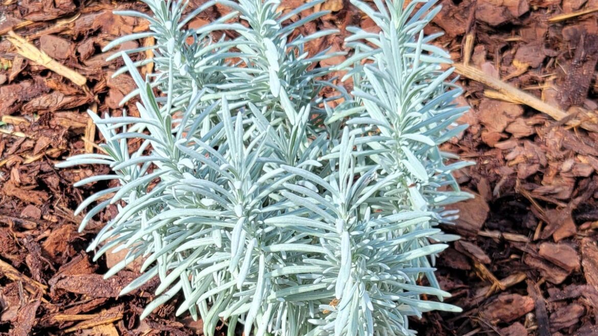 Brevard gardeners, mark your calendars with this handy must-do list Brevard gardeners, mark your calendars with this handy must-do list