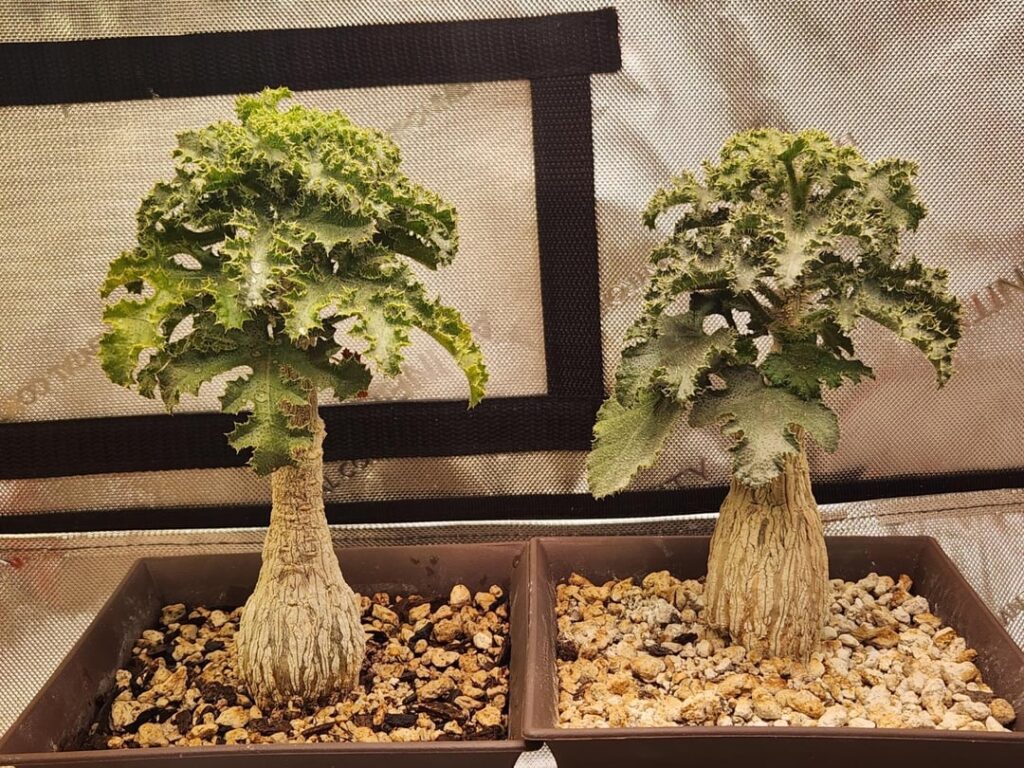 My two Dendrosicyos socotranus