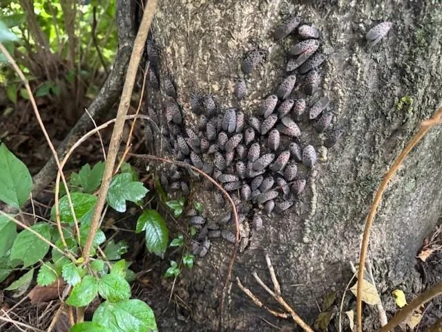 Populations of spotted lanternfly exploded in Greater Columbus this summer.