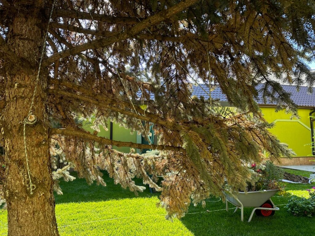 Dying 23 yo silver fir