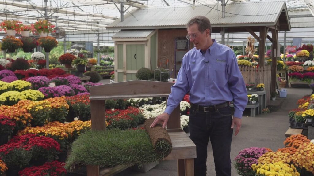 Revive your lawn this fall with expert tips Revive your lawn this fall with expert tips