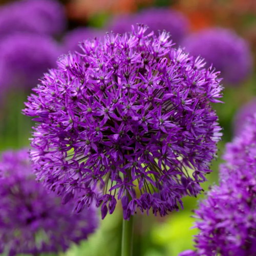 Allium Purple Sensation