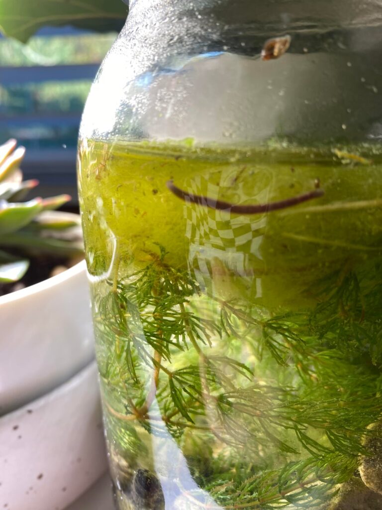 Should i get rid of this leech in my jar