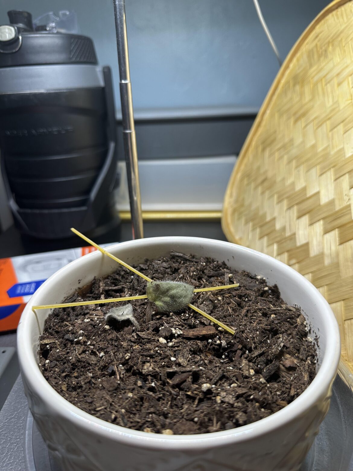 Please help my pitiful plant
