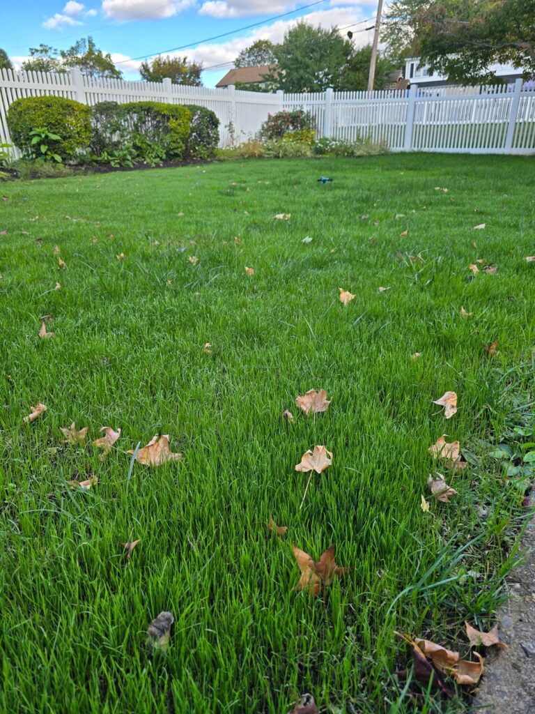 Fall seeding... Second Attempt.... Now how do I keep it?!