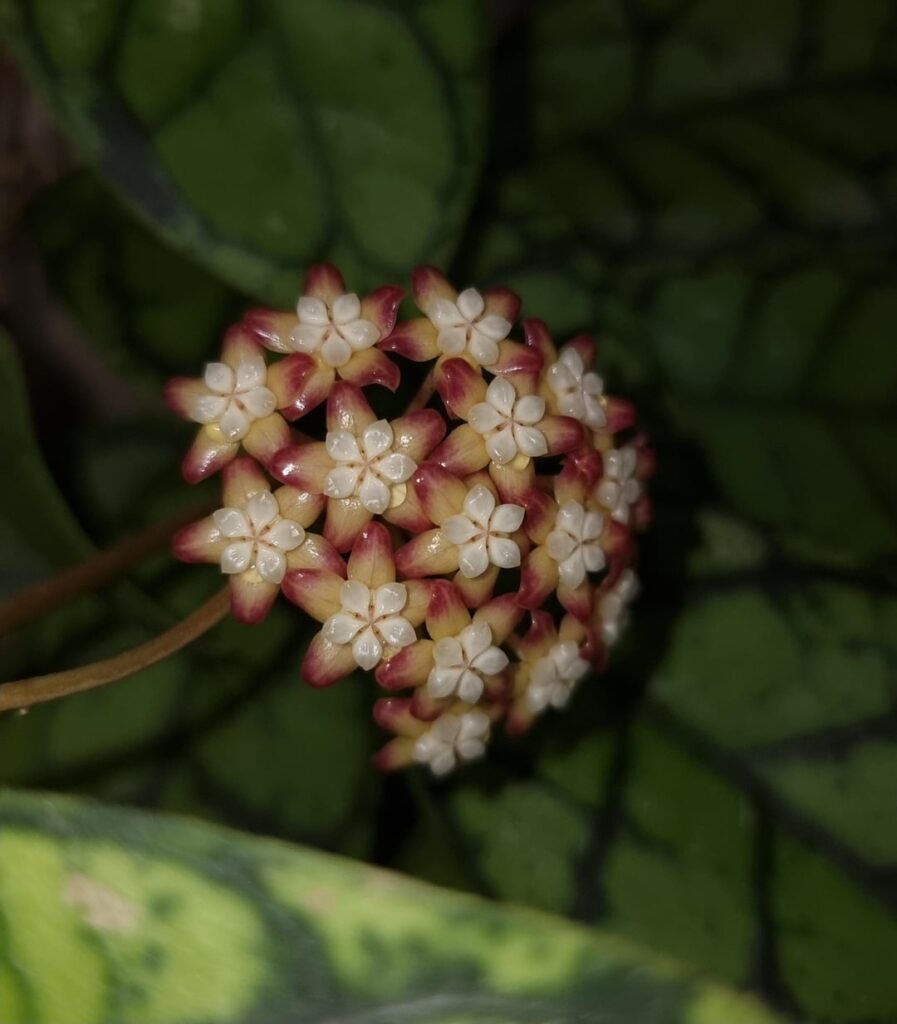 Hoya Callistophylla Blooms!