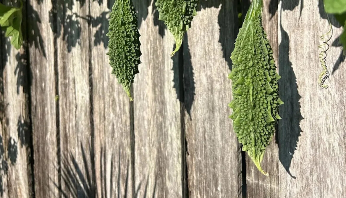 Homeowner warned after sharing photo of problem spilling over neighbor’s fence: ‘Godzilla’ Yahoo lifestyle home