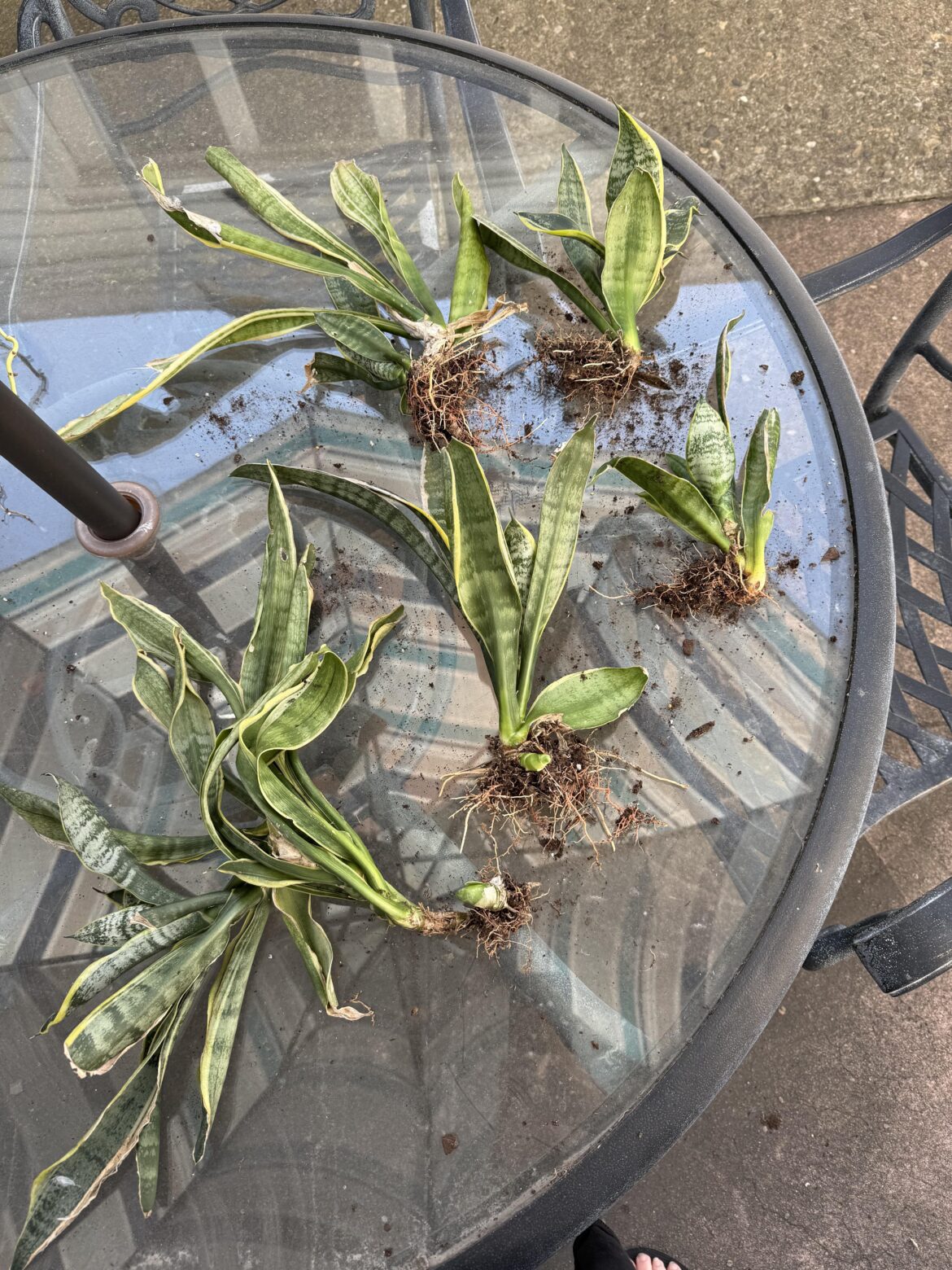 snake plants found in trash! help! snake plants found in trash! help!